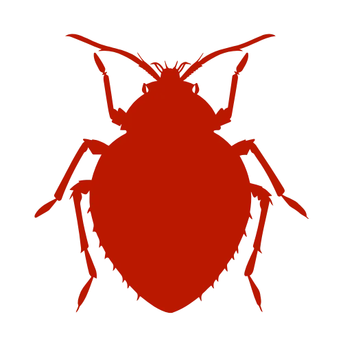 bedbug