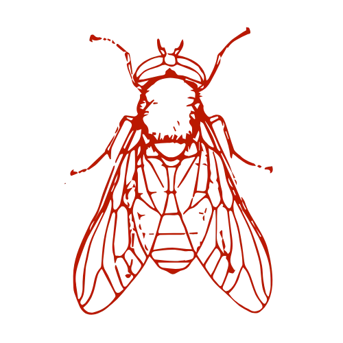 fly