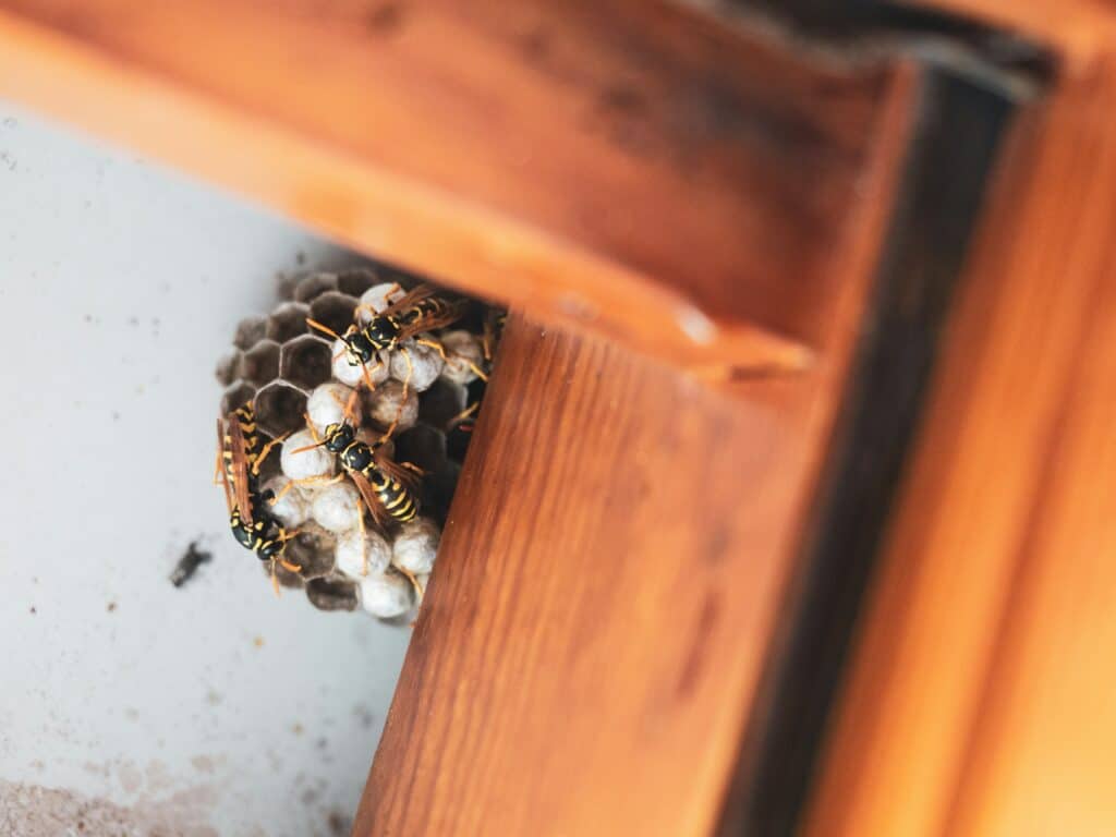 Up close photo of a wasps nest