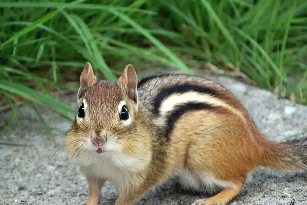photo of a chipmunk