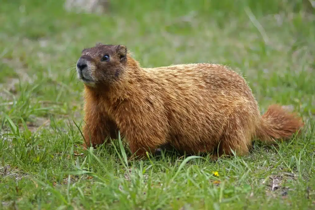 A brown groundhog on grass.