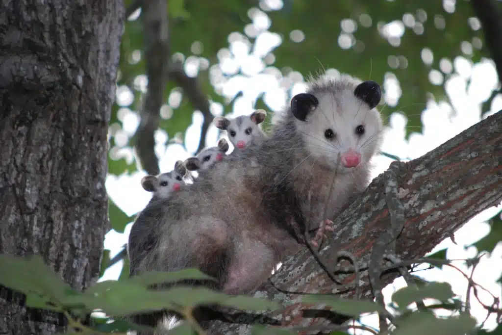 Opossum with three adorable babies