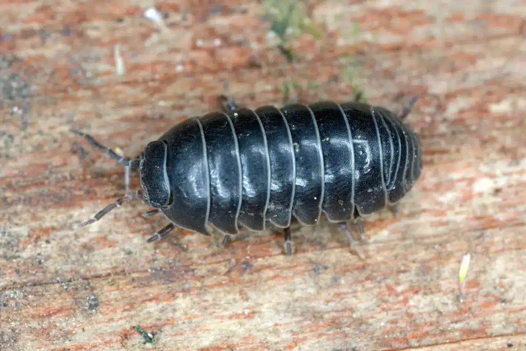 Black segmented bug on wood