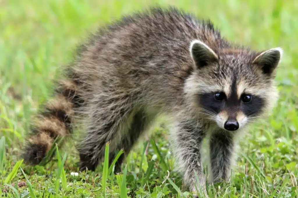 Curious raccoon on green grass