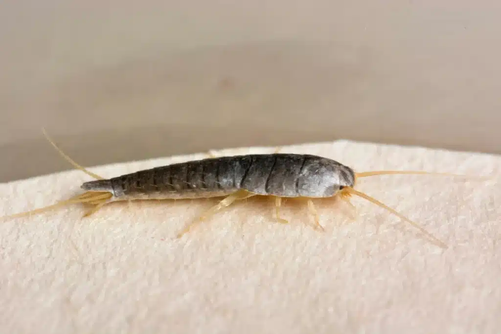 Small, silver, wingless insect crawling