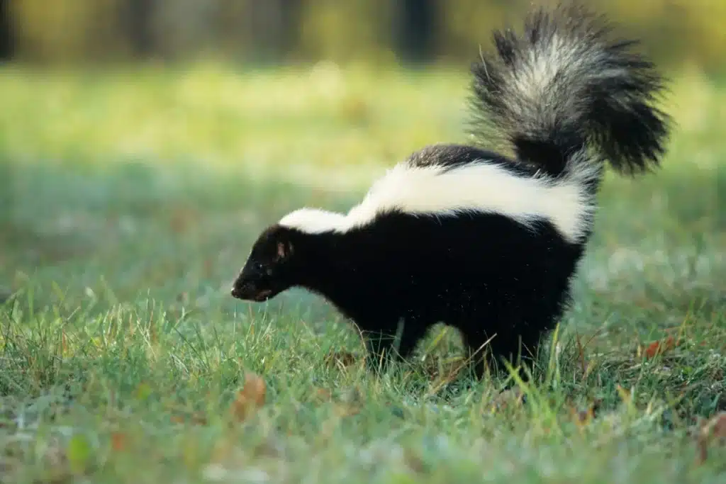 Skunk walking on green grass.